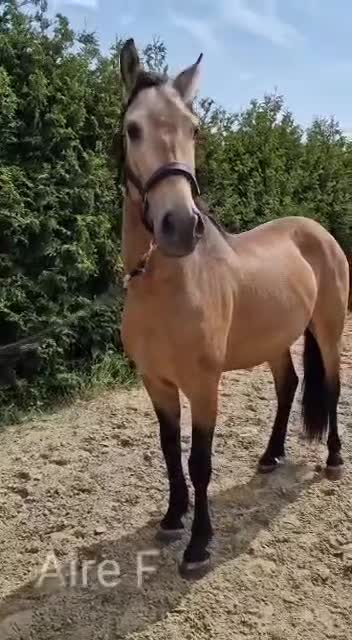 Akademiskt hästar till salu: PRE hingst av den gamla stammen - Video 1