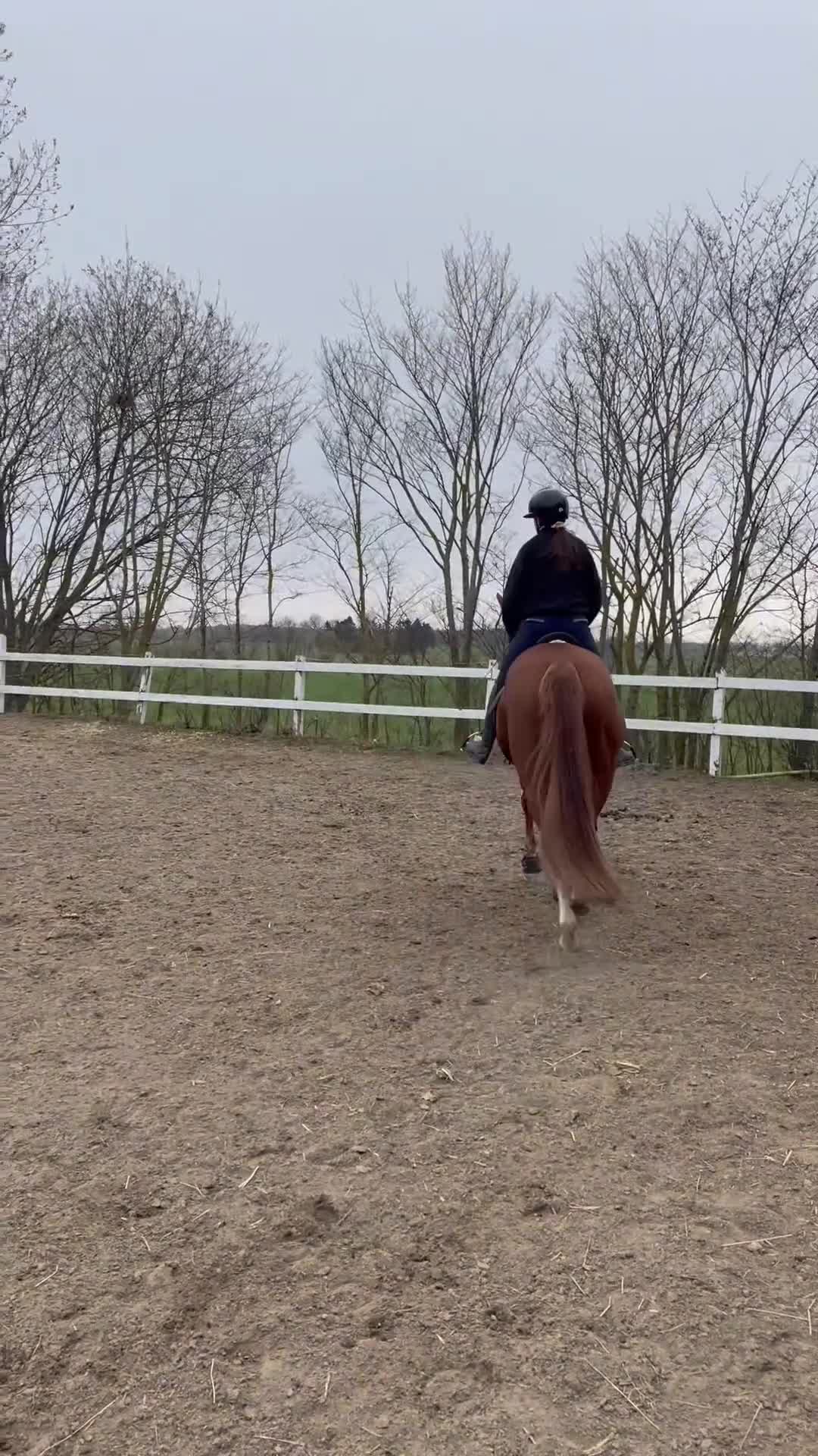 Allround hästar till salu: Väldigt trevlig allround häst  - Video 2