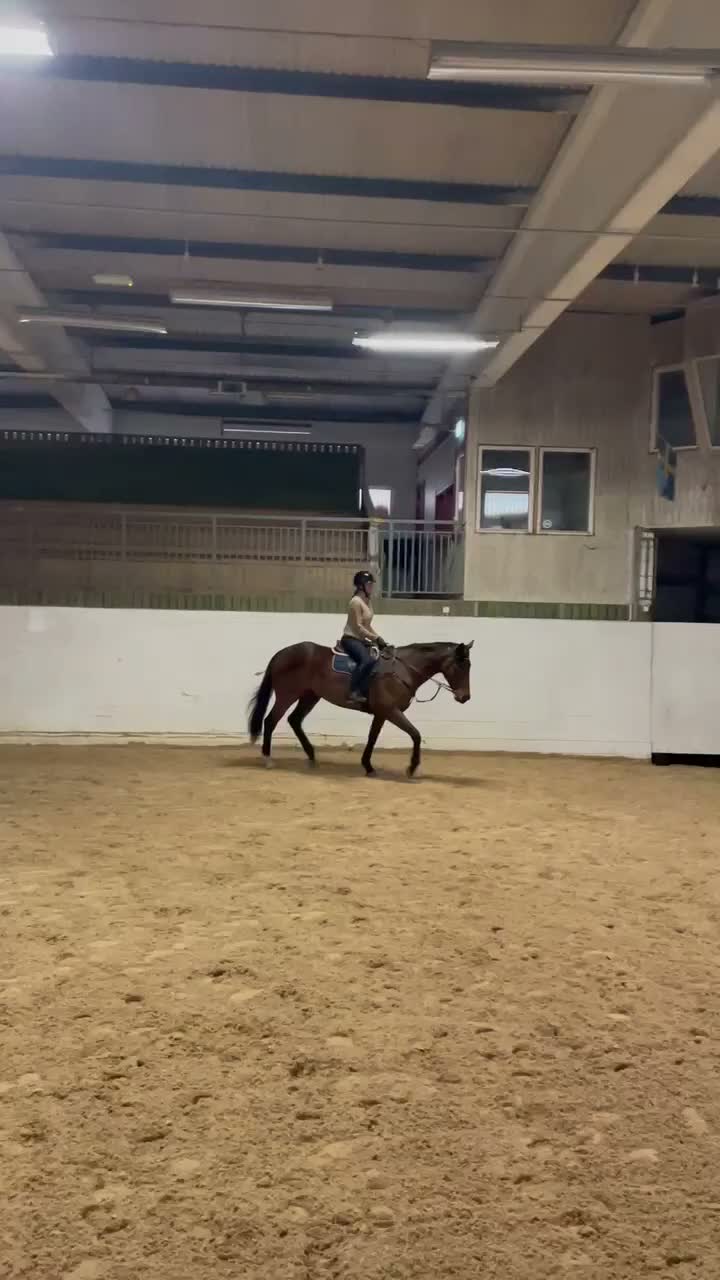  foderhäst finnes: Fullblod foder endast inom Skåne  i Trelleborg - Video 1