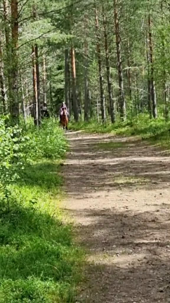 Allround hästar till salu: Super snäll tjej i Kil - Video 5