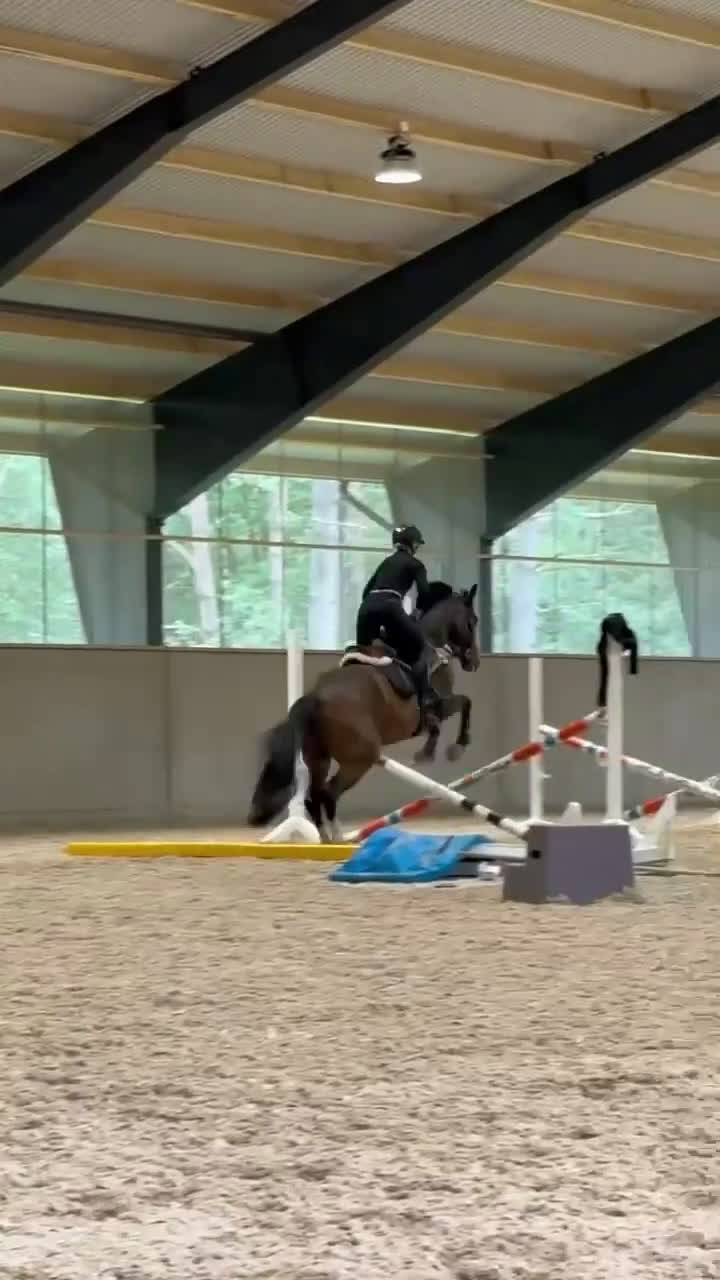 Hoppning hästar till salu: Snygg och mångsidig valack! i Röstånga - Video 1