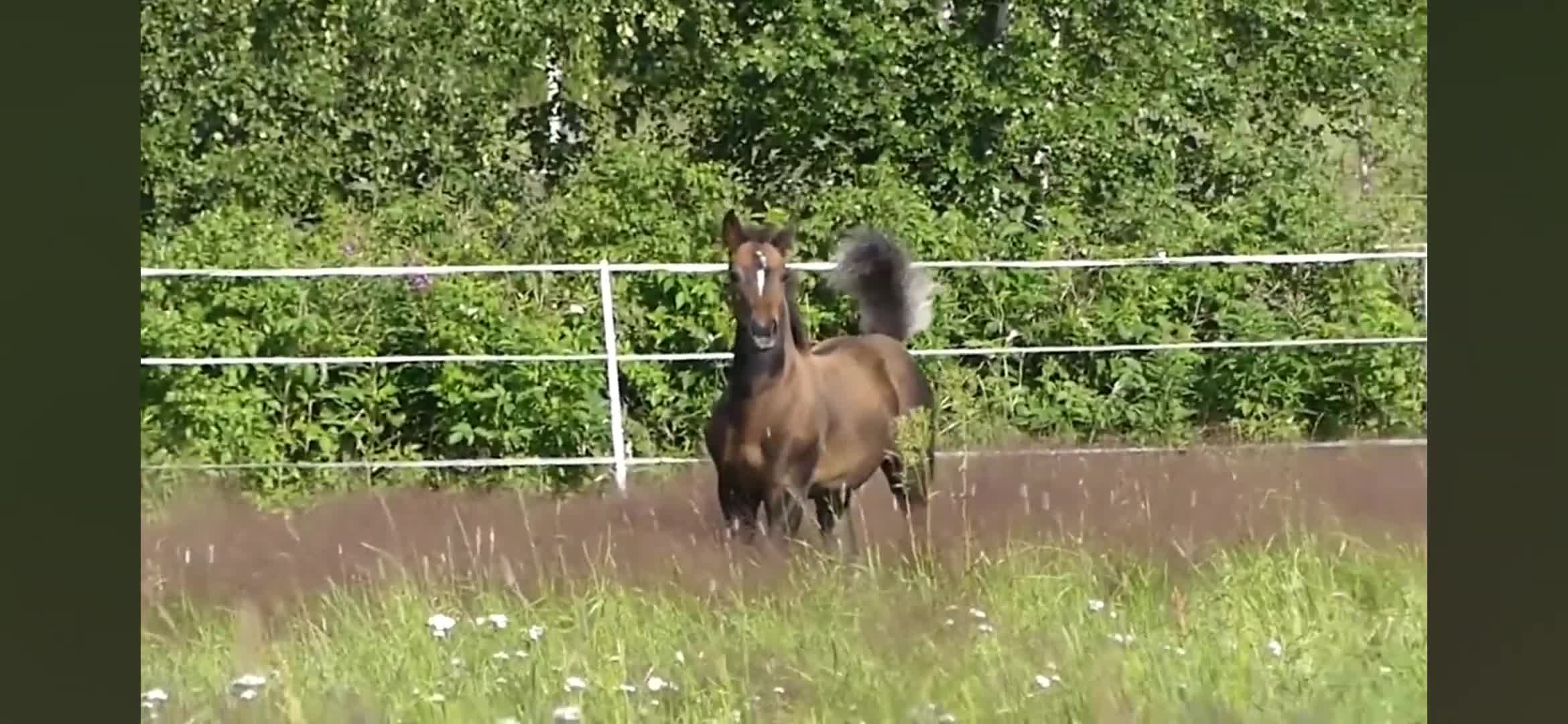 Hoppning hästar till salu: Hingstföl med syskon i 155cm - Video 1