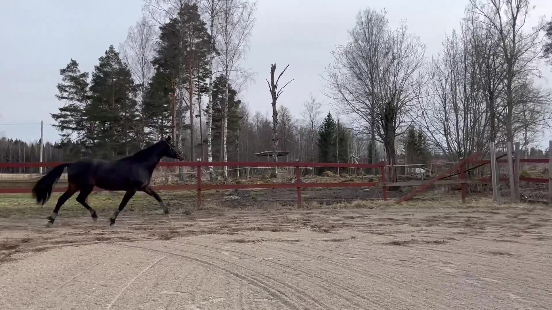 Dressyr hästar till salu: Elegant sto! - Video 1