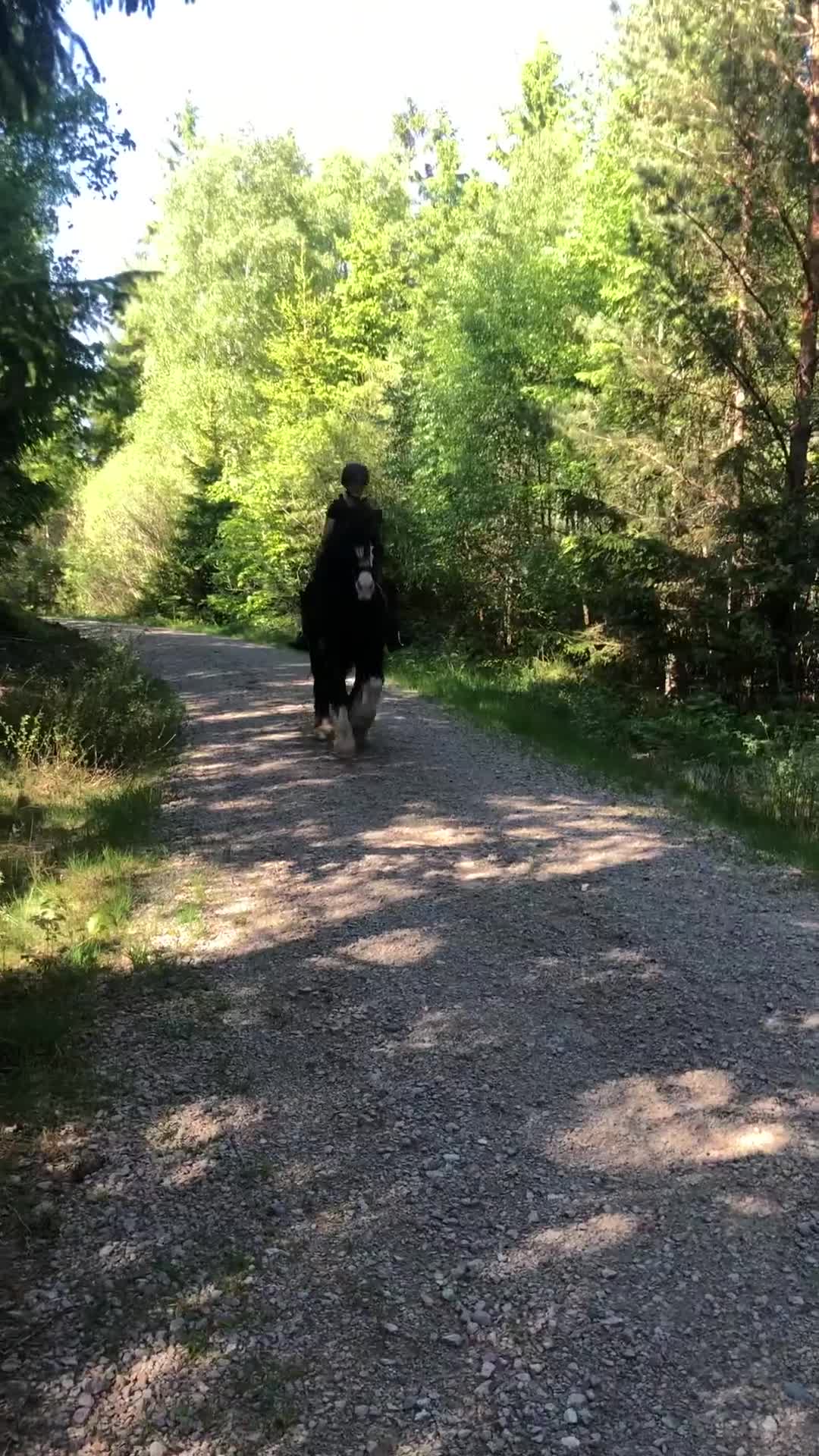 Hoppning hästar sökes: Söker medryttarhäst i Åryd - Video 2