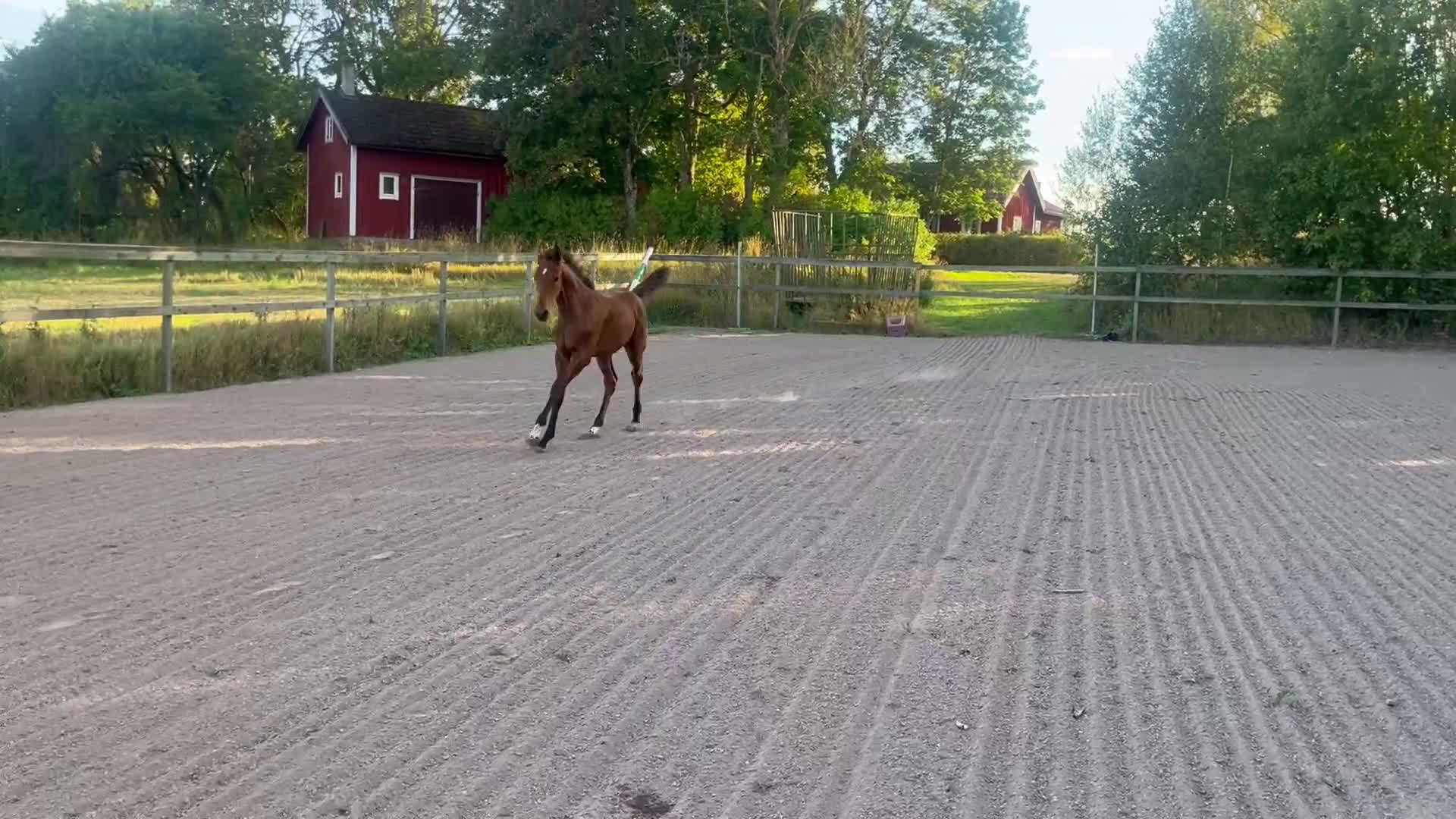 Hoppning hästar till salu: Prissänkt! Trevligt stoföl i Väring - Video 3