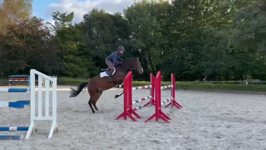 Hoppning hästar till salu: Trevlig allroundhäst i Dösjebro - Video 1