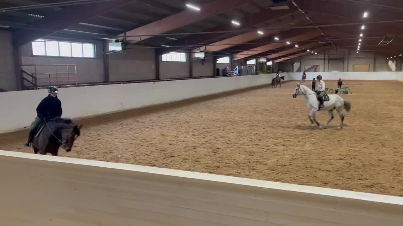 Allround hästar till salu: Tävlings/träningskompis eller lyxigare hobbyhäst - Video 1