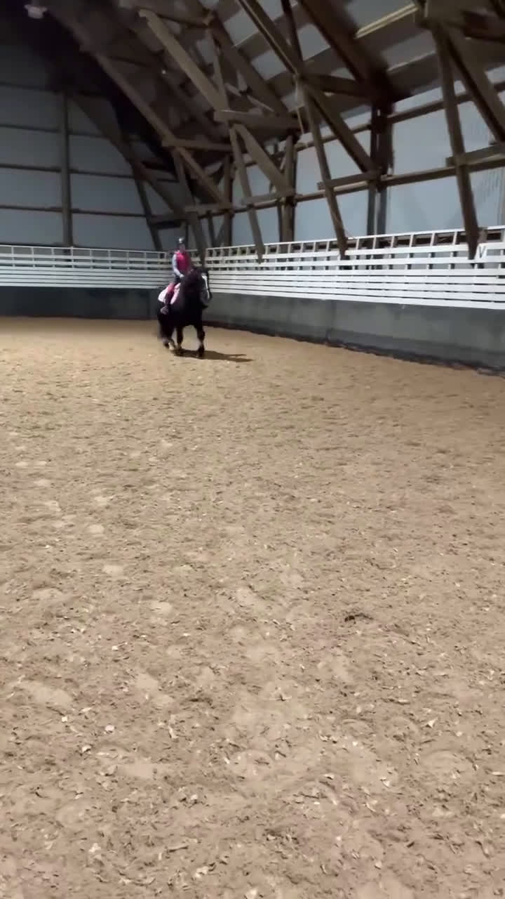 Allround hästar till salu: Läromästare och bästa vän söker nytt hem - Video 4