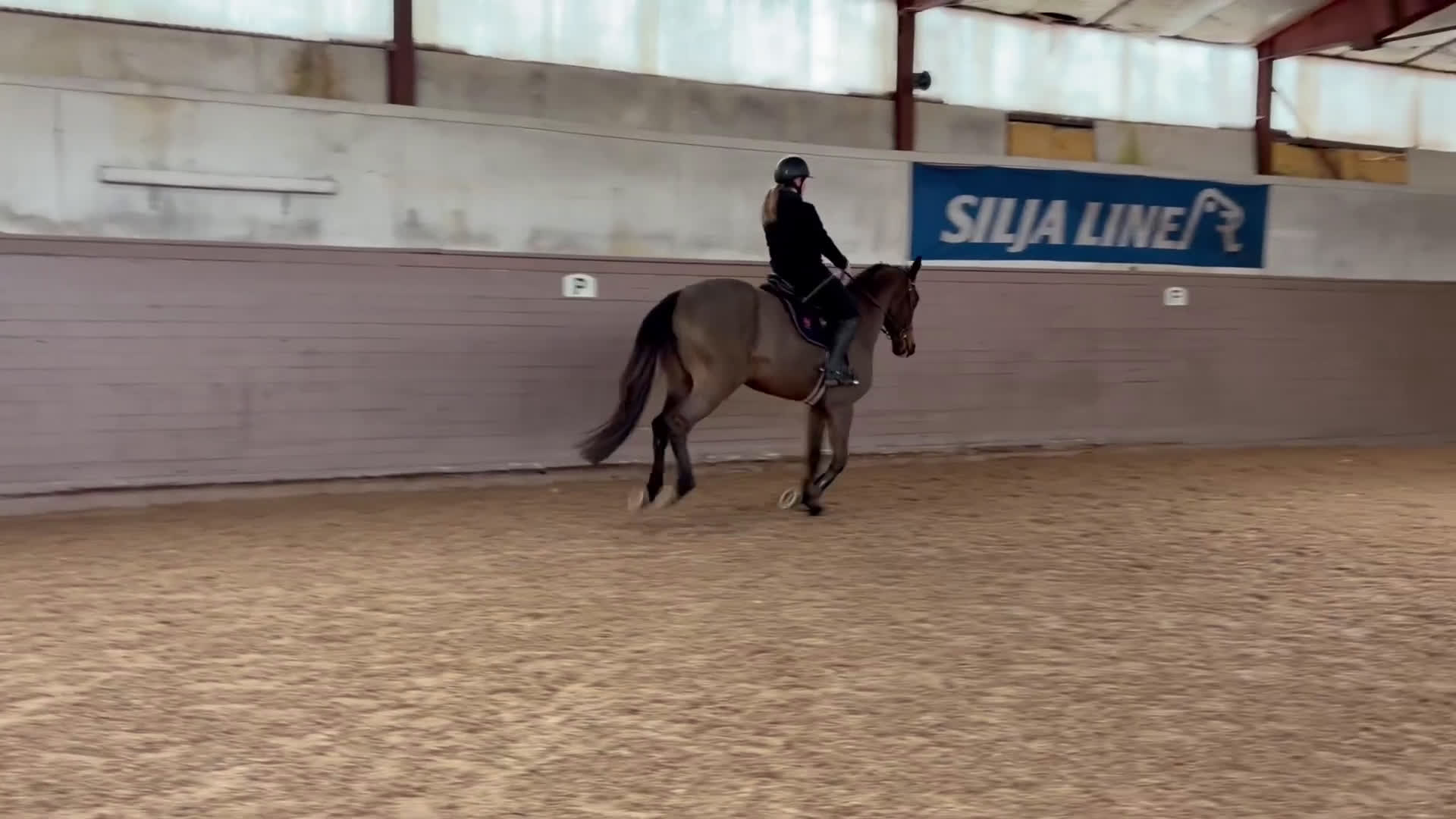 Hoppning hästar till salu: Hopphäst / Allround - Video 1