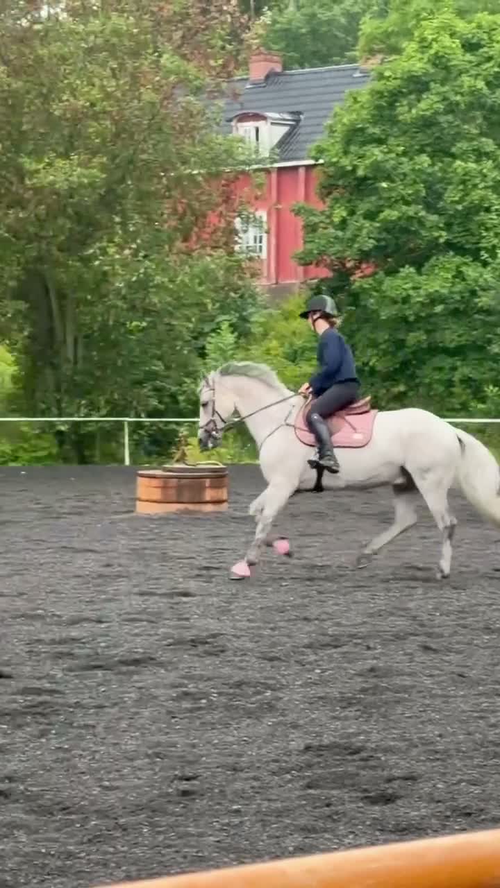 Hoppning hästar sökes: D-ponny sökes till mjuk ryttare - Video 2