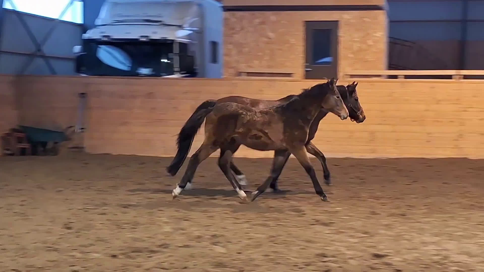 Hoppning hästar till salu: Uttrycksfullt ettåring med fantastisk hoppstam! - Video 2