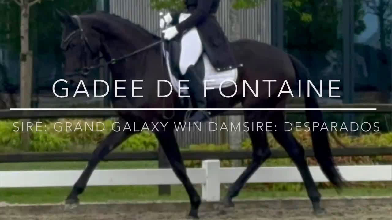 Dressyr hästar till salu: Top kvalitat - Video 2