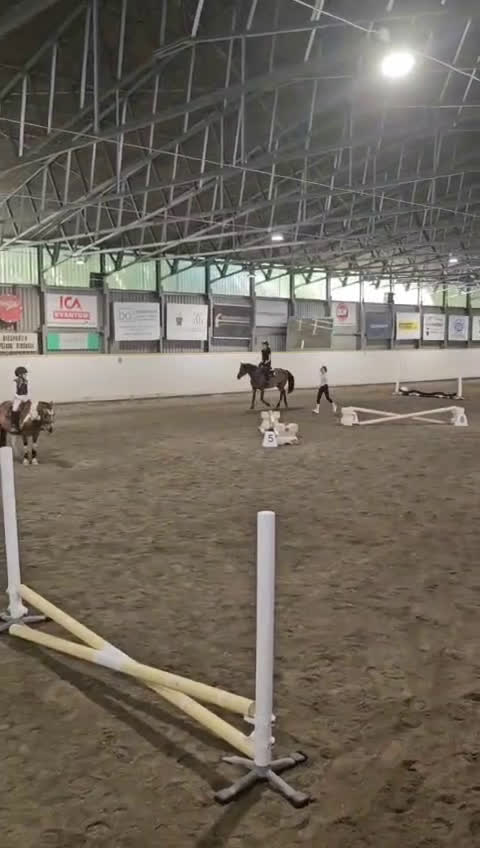 Allround hästar sökes: Söker Medryttarhäst  - Video 1