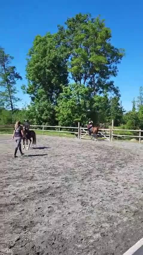 Allround hästar till salu: Maxad B-ponny me kapacitet för de högsta klasserna - Video 3