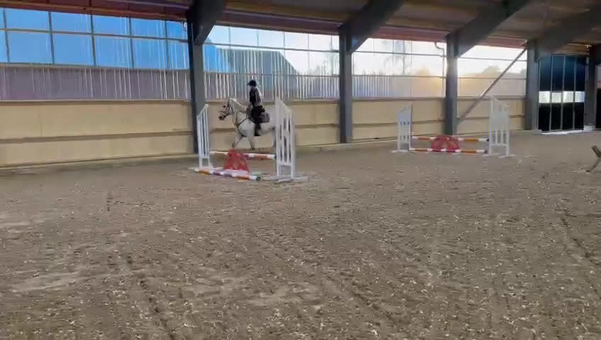 Allround hästar till salu: Irländskt sto med ett hjärta av guld - Video 1