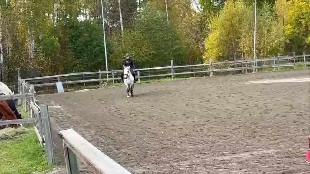 Allround hästar till salu: Mysig ponny - Video 1