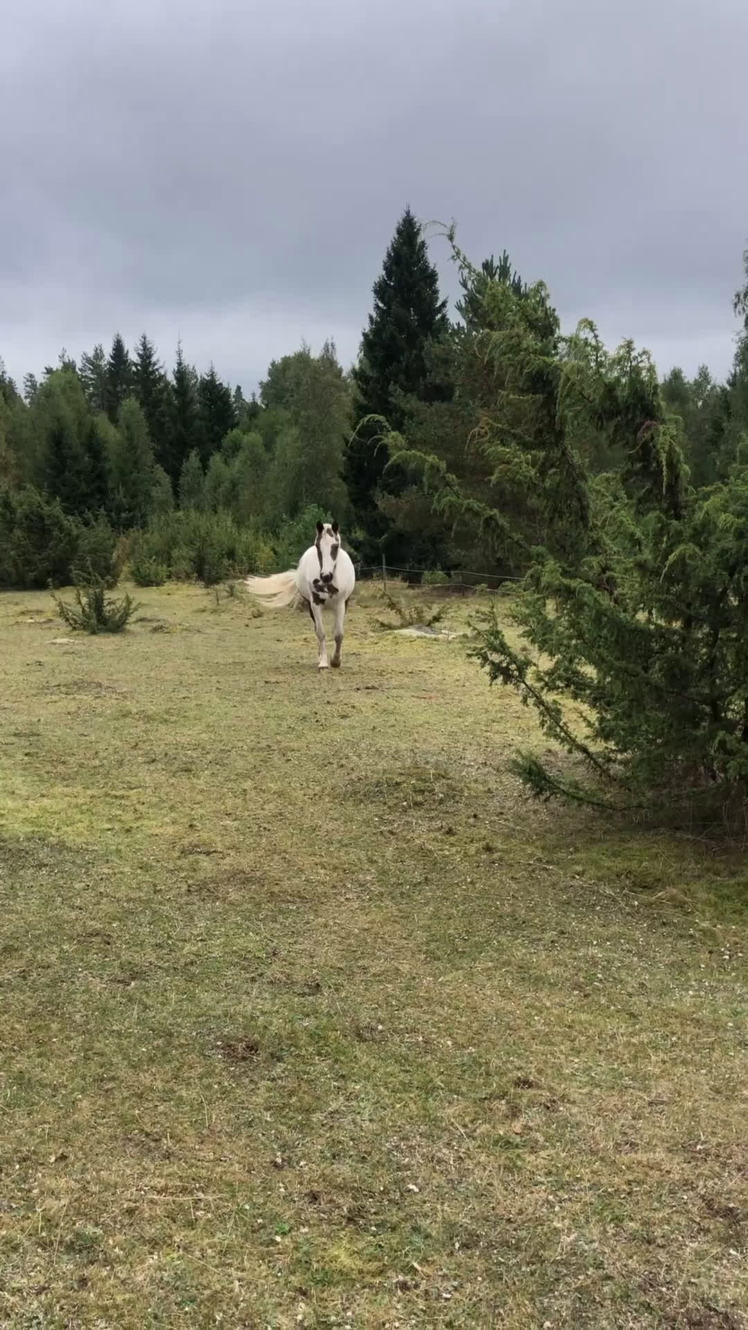 Allround hästar till salu: Fin läromästare  i Tidaholm - Video 1