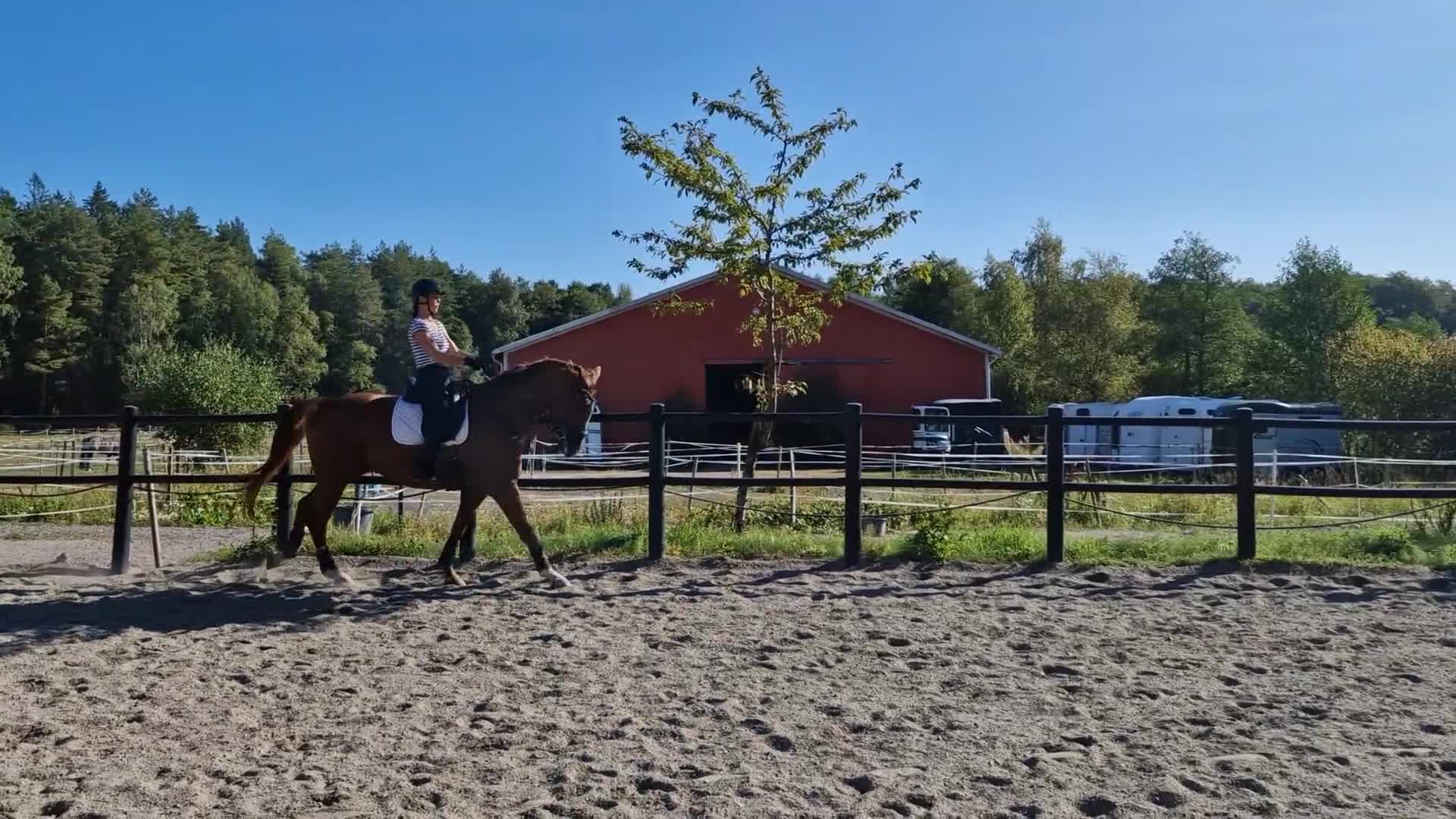 Dressyr hästar till salu: Talangfull valack för träning och tävling  - Video 3