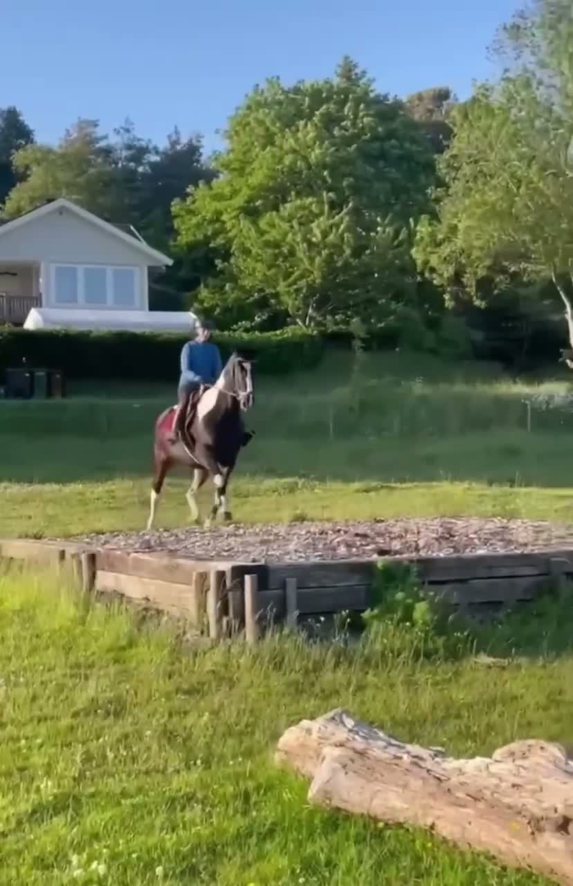 Allround hästar till salu: Charmigt sto söker nytt hem i Ytterby - Video 2