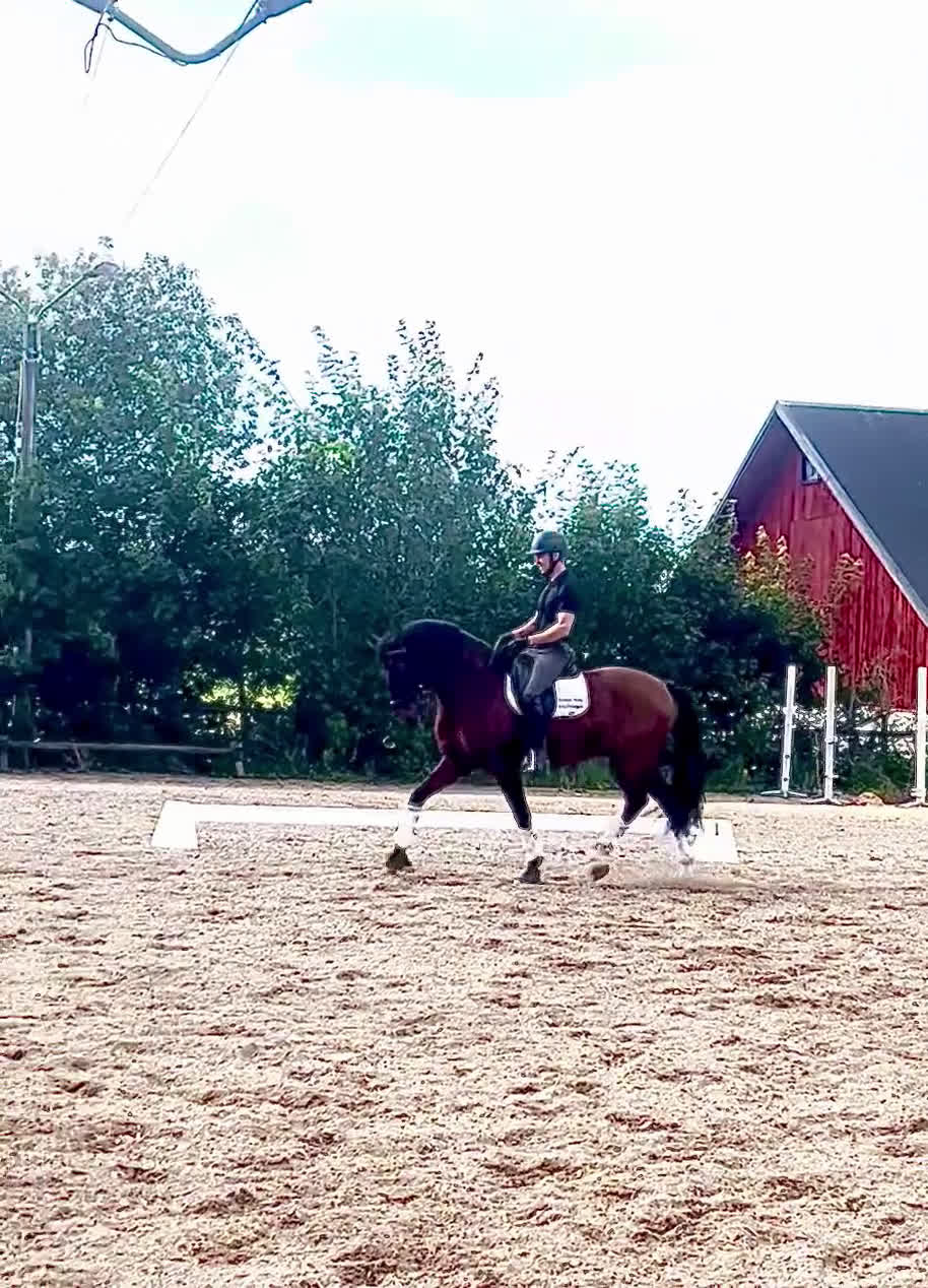 Dressyr hästar till salu: Importerad 6 årig Lusitano valack i Örsundsbro - Video 2
