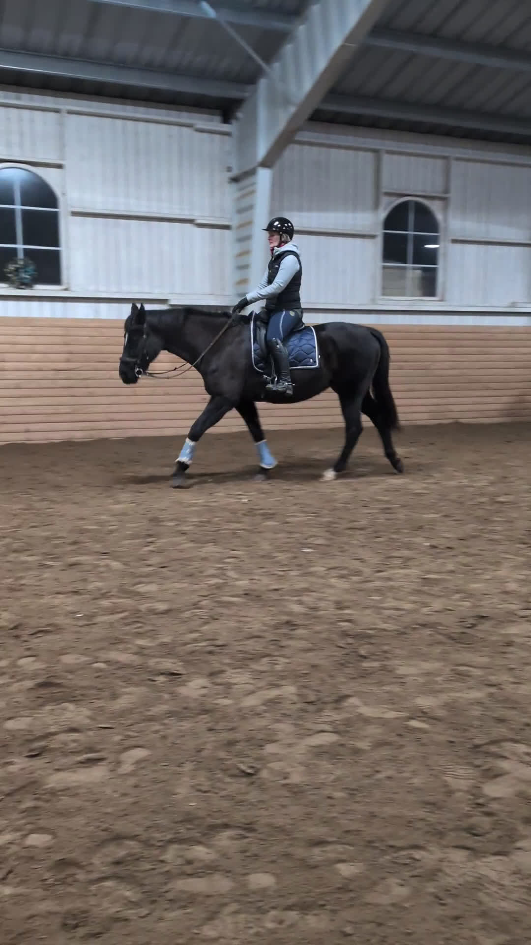 Allround hästar till salu: 🌟Fantastiskt vackra Soya 🌟 UA på export röntgen - Video 1