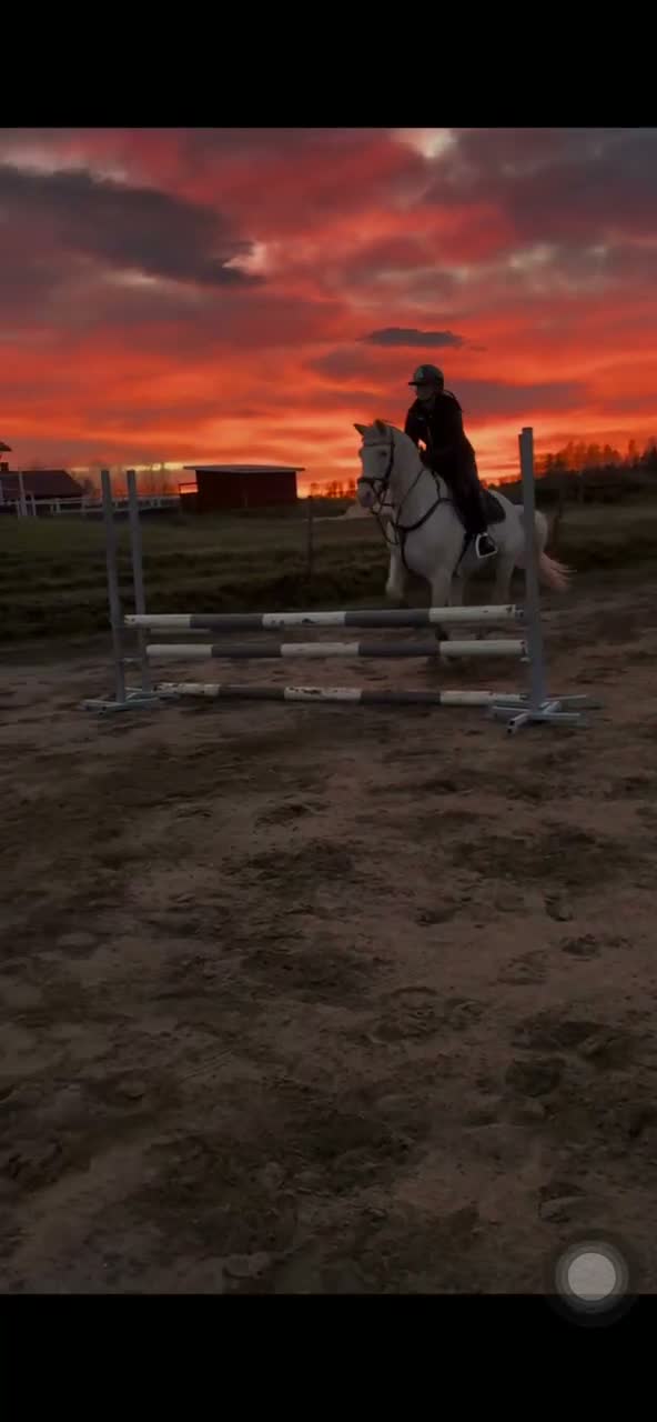 Allround hästar till salu: Fantastisk maxad D-ponny! - Video 3