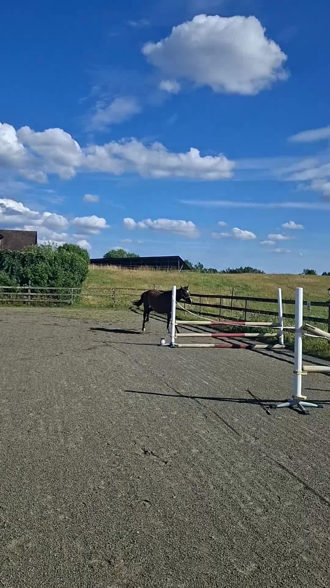 Allround hästar till salu: Valack-24 - Video 2