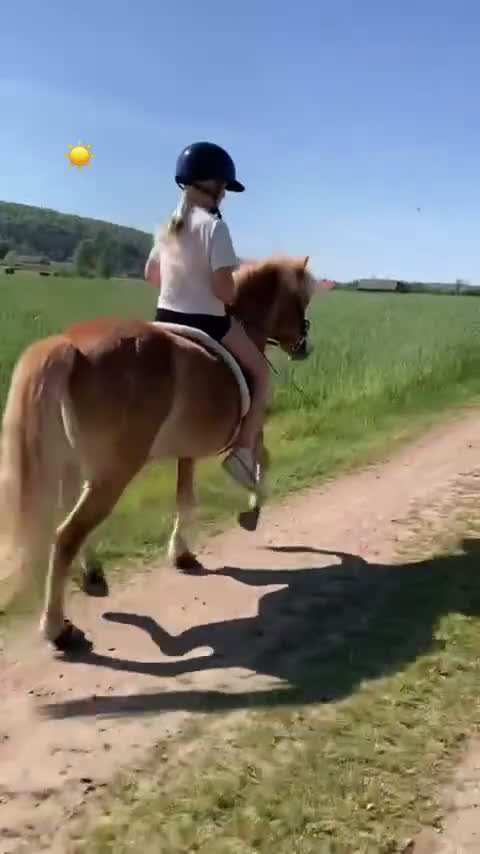 Körning hästar till salu: läromästare söker nytt kärleksfullt hem  i Näsum - Video 4