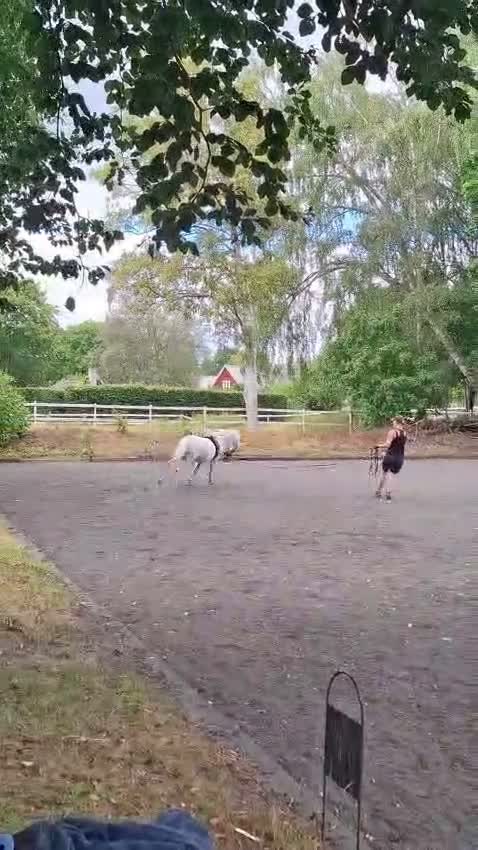 Allround hästar till salu: Läromästare och bästa vän - Video 3