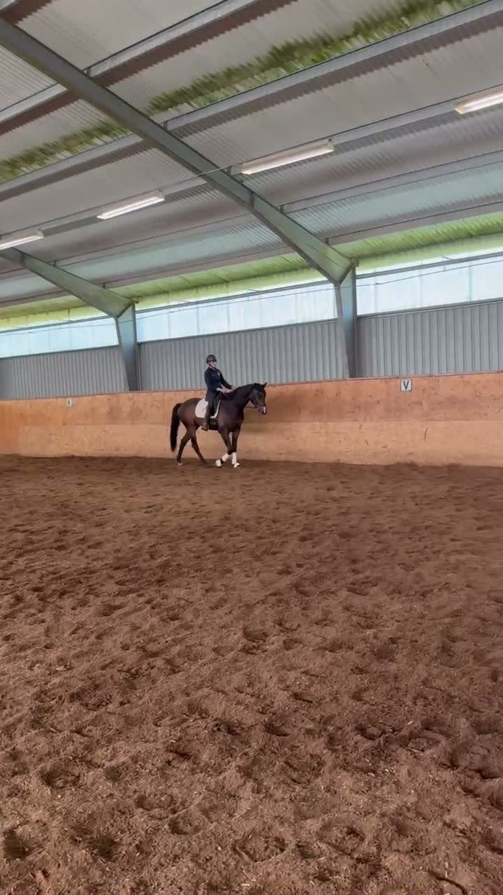 Dressyr hästar till salu: Fin Diplom häst till salu  - Video 4