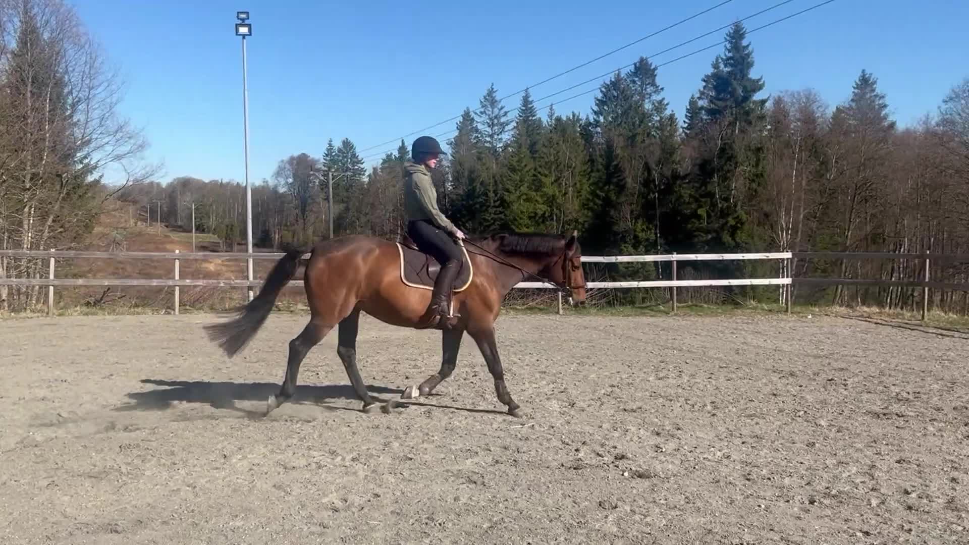 Allround hästar till salu: Världens snällaste sto ”tanthäst” - Video 1