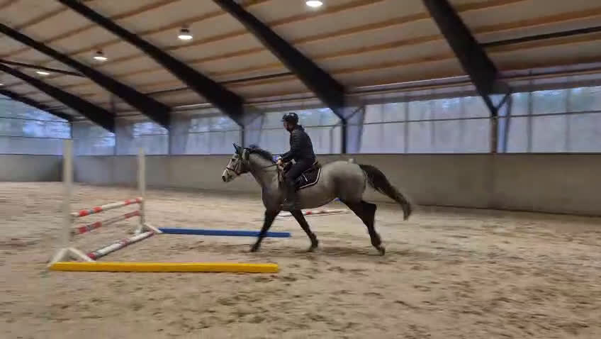 Hoppning hästar till salu: Hoppsto med framtidsutsikt och otroligt sinnelag - Video 1