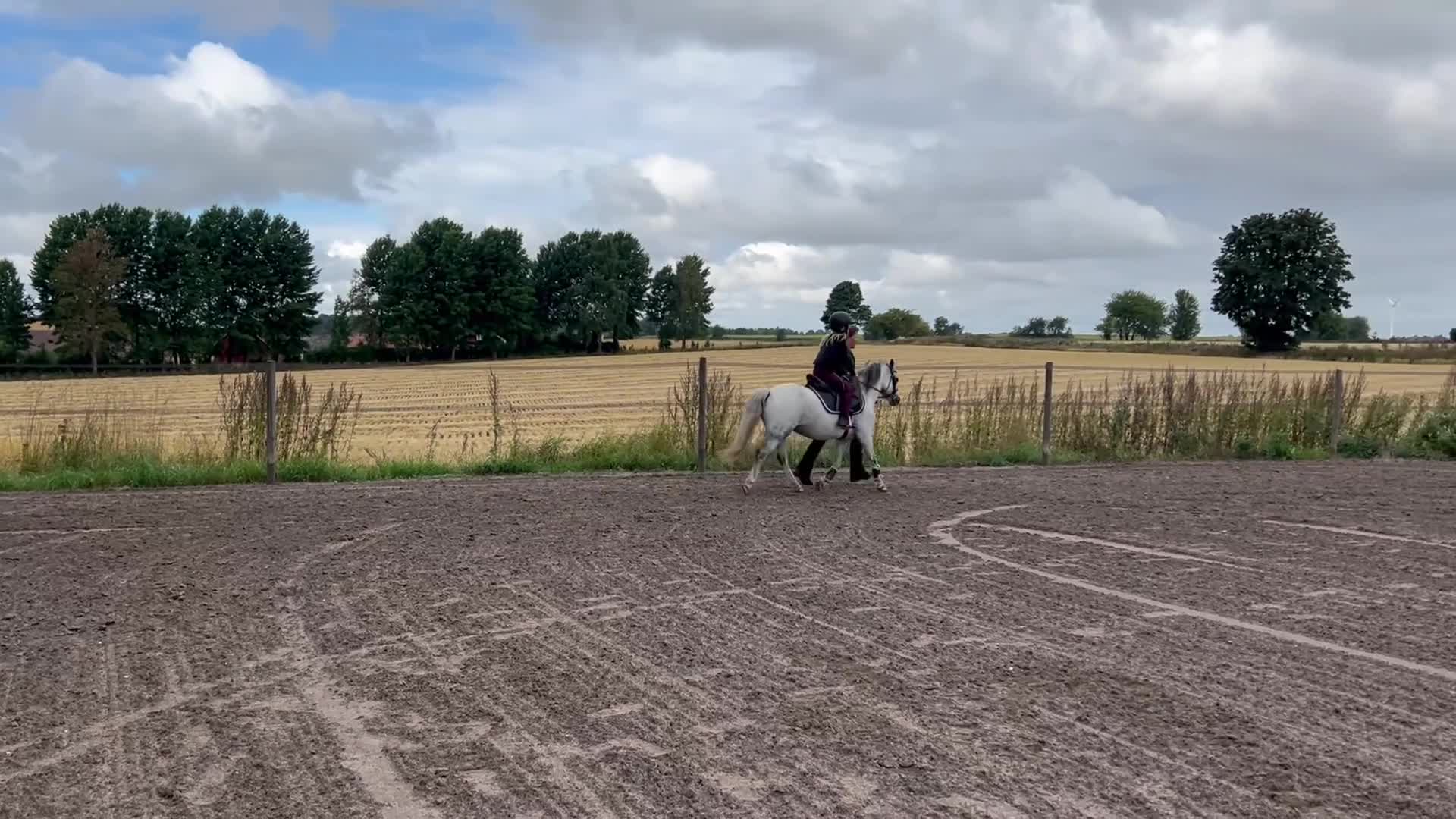 Allround hästar till salu: Welsh Mountain Sto - Video 2