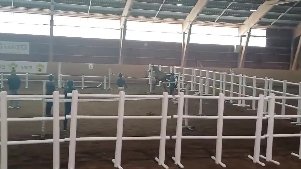 Hoppning hästar till salu: Underbar 3-årig SWB sto till salu - Video 1