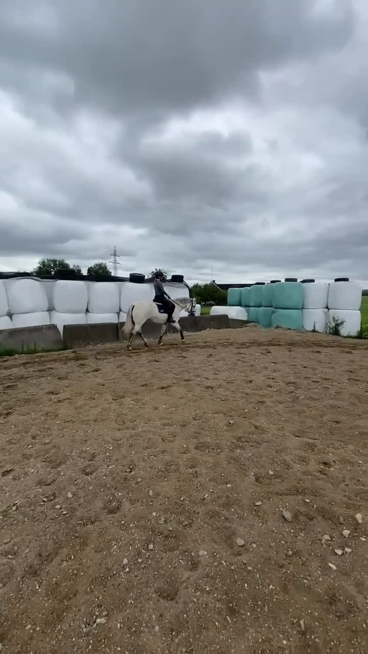 Hoppning hästar till salu: Vår bästa vän är till salu.  - Video 1