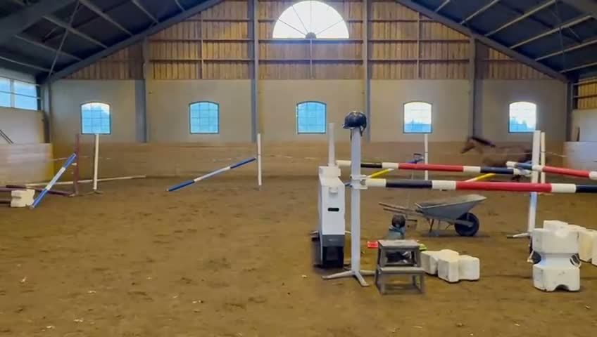 Hoppning hästar till salu: 2-års sto med prestationstam  - Video 1