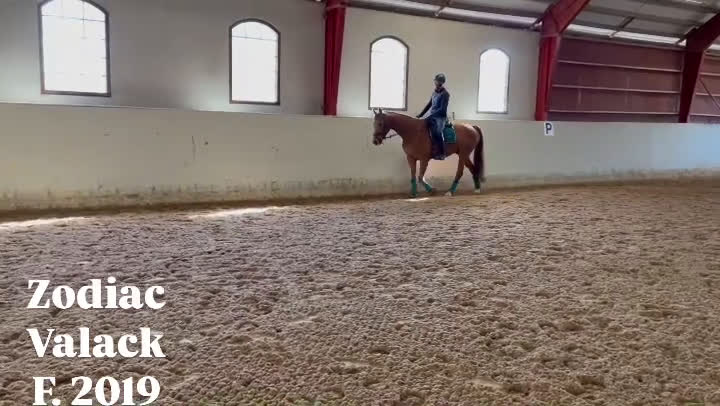 Dressyr hästar till salu: Grön valack med potential  - Video 1