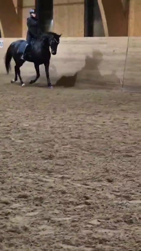 Hoppning hästar till salu: Arbetsvilligt sto för den orädda ryttaren  i Fagersta - Video 2