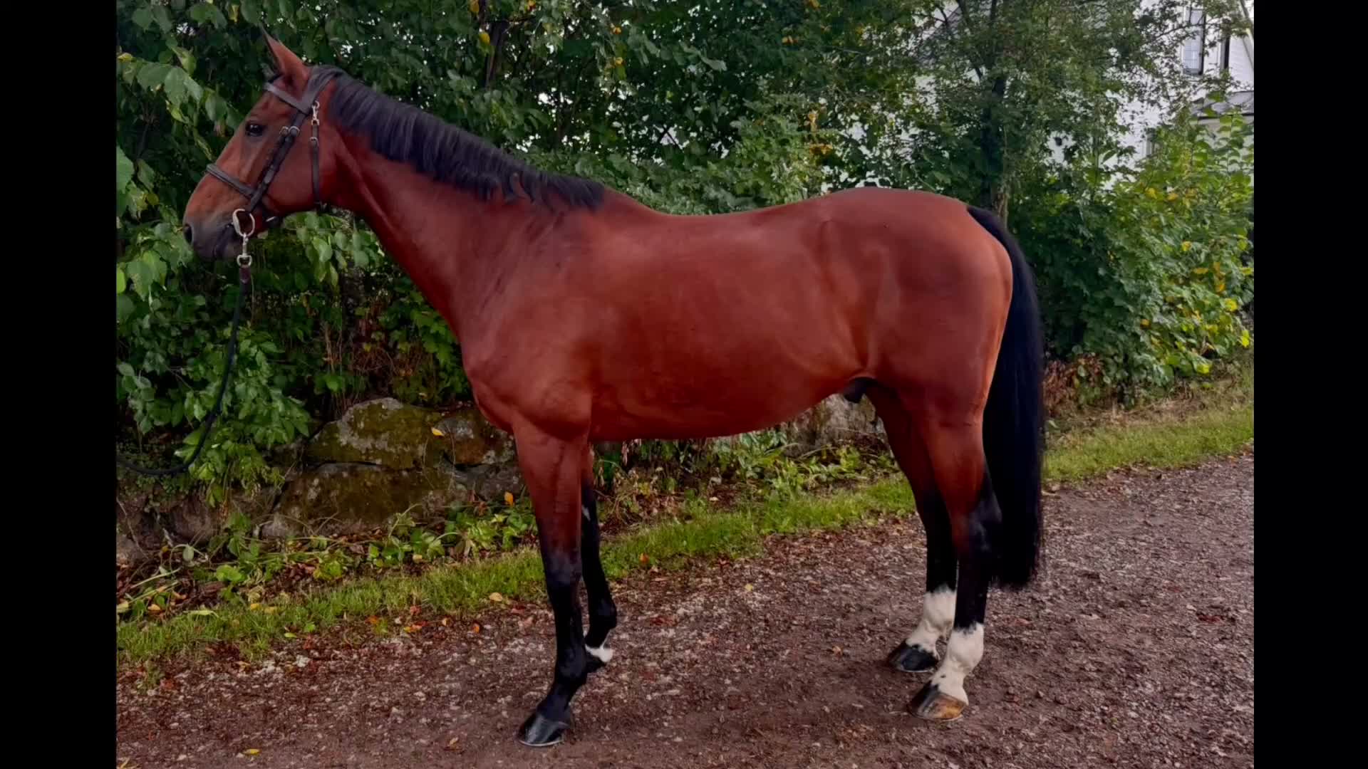 Hoppning hästar till salu: Erfaren tävlingshäst och fantastisk läromästare - Video 2