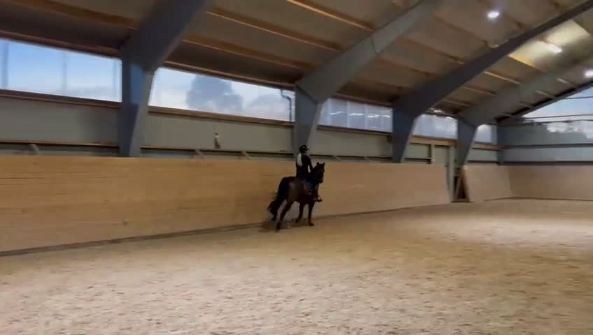 Dressyr hästar till salu: D-ponny med rutin i Kinna - Video 1