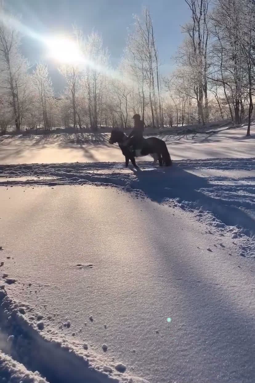 Allround hästar till salu: Lady söker hem med stort hjärta i Ytterby - Video 2