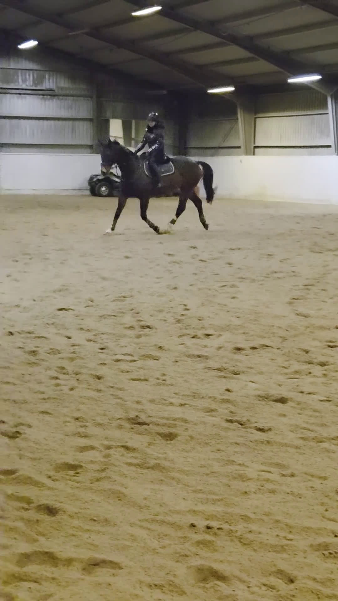 Allround hästar till salu: Personlig valack - Video 1