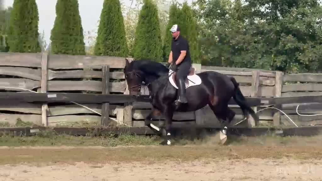 Allround hästar till salu: Amika–5yo.Silesian Warmblood Mare|169cm|Allrounder - Video 1