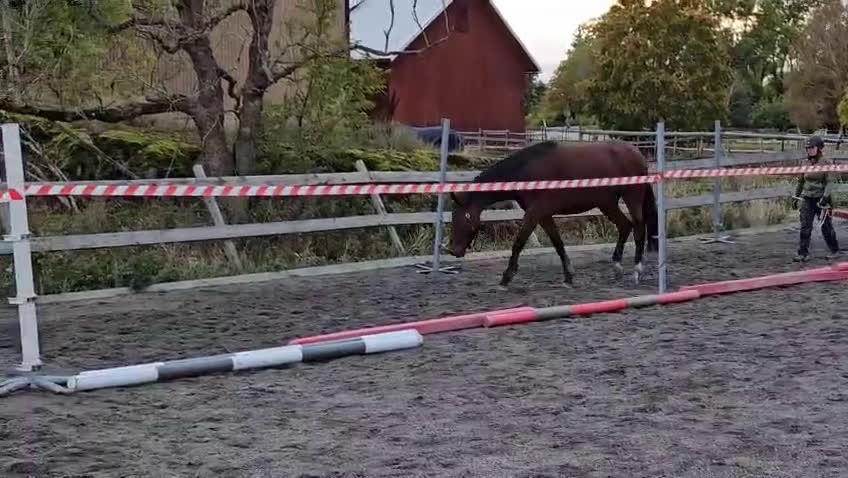 Hoppning hästar till salu: Tävling, hobby eller verksamhet i Enköping - Video 4