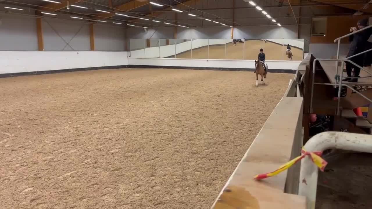 Dressyr hästar till salu: Vackert dressyrsto - Video 3