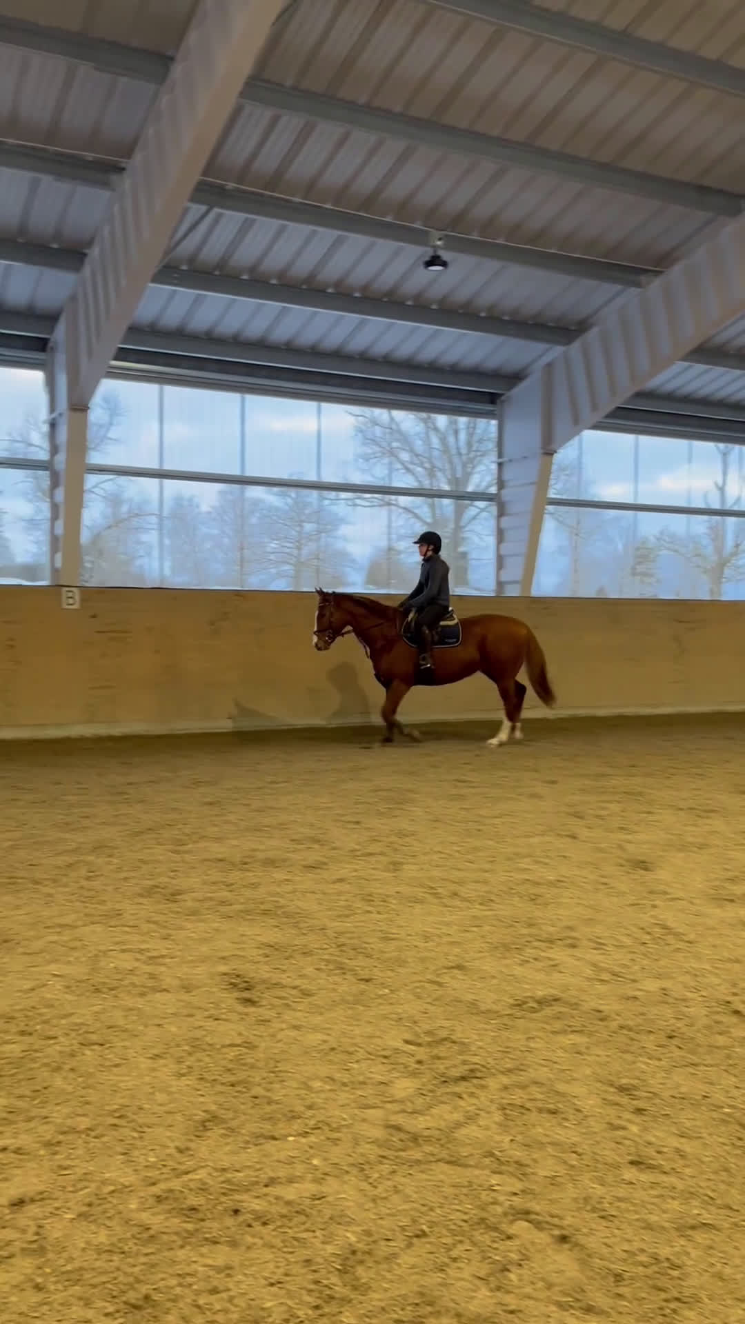 Allround hästar till salu: Trevlig och personlig valack - Video 3