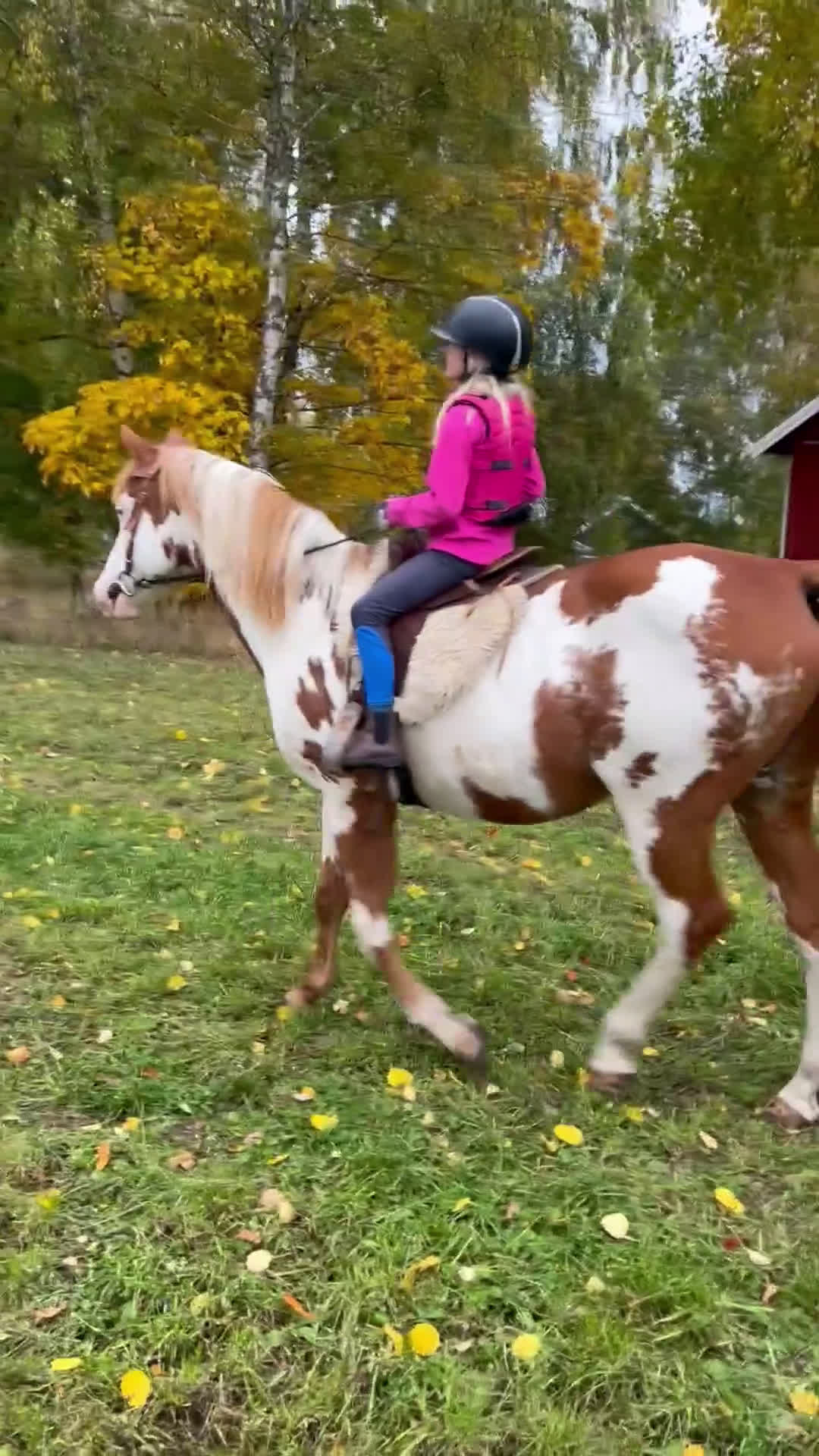 Allround hästar till salu: Trygg & supersnäll fd terapihäst för uteritter - Video 1