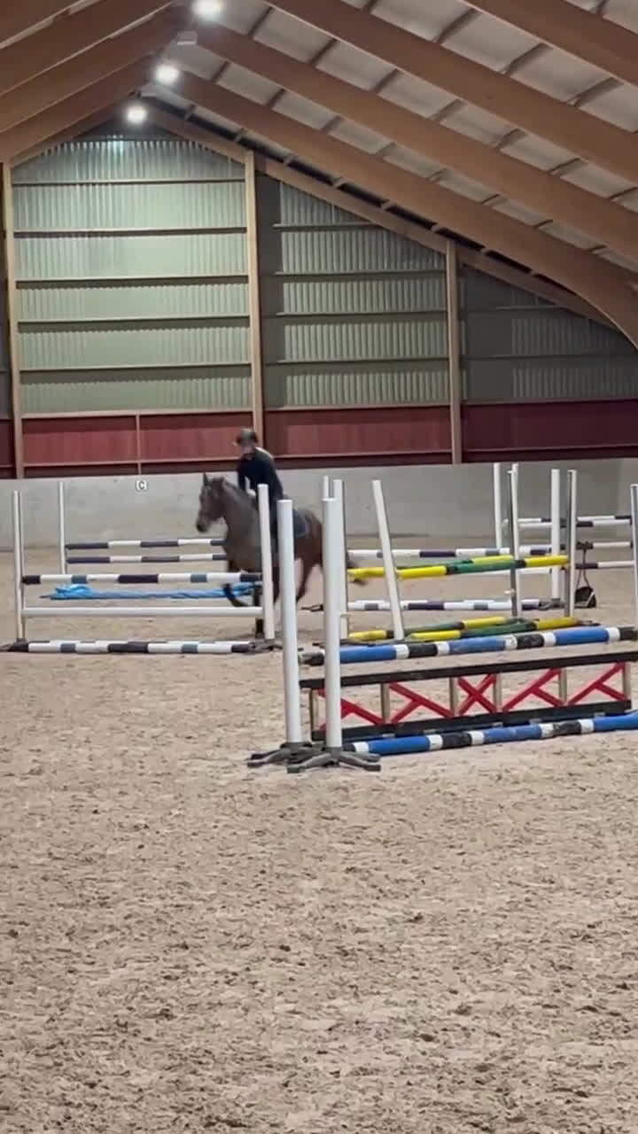 Allround hästar till salu: Läromästare med ett hjärta av guld!  - Video 3