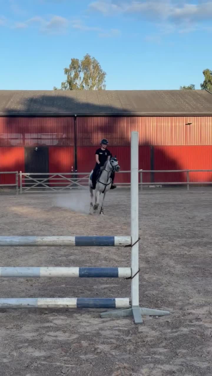 Allround hästar till salu: Din nya stjärna! 🌟  i Nybro - Video 3