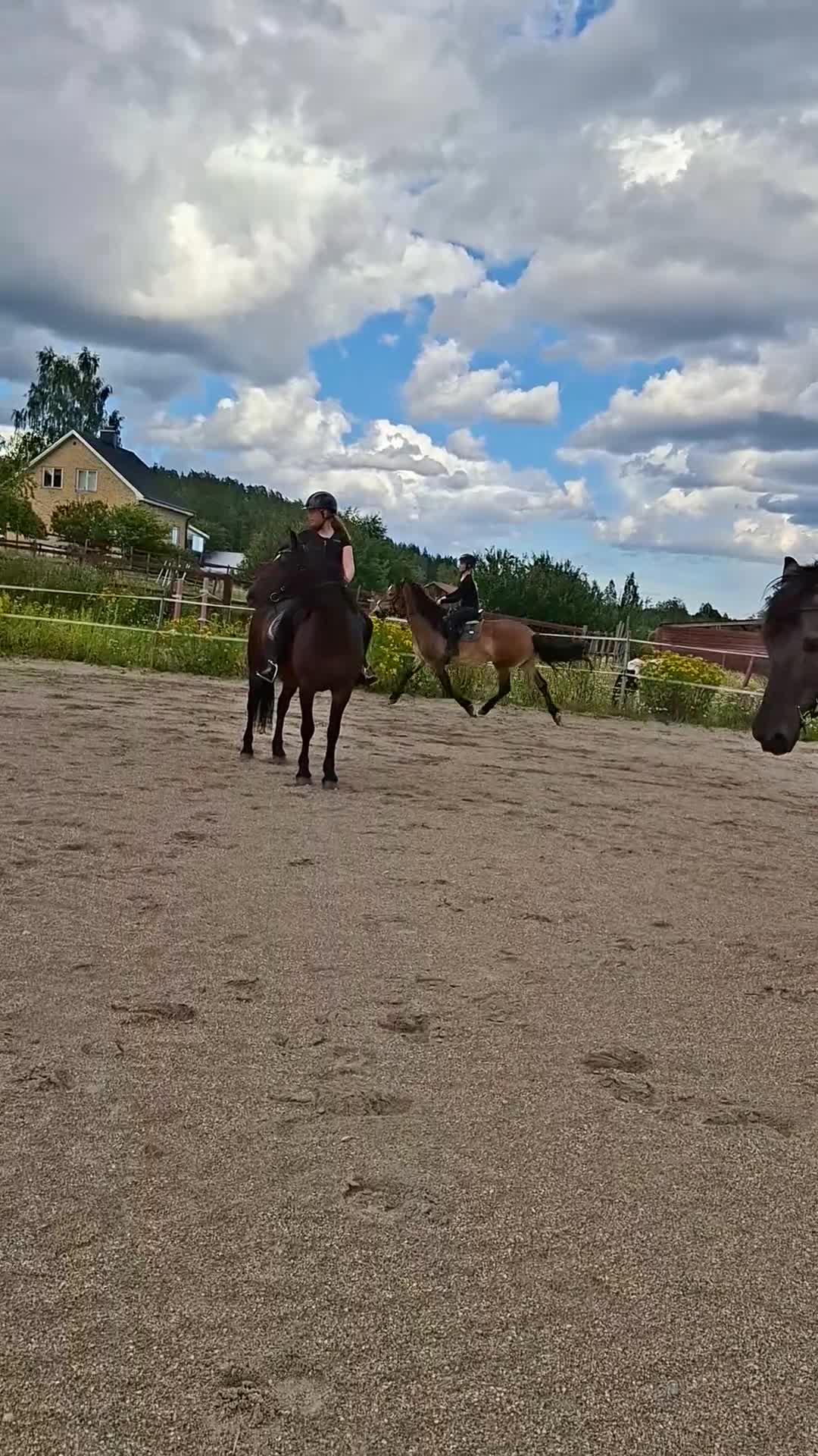 Allround hästar till salu: Allround häst - Video 3